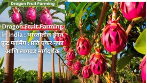 Dragon Fruit Farming in India : भारतातील ड्रॅगन फ्रूट फार्मिंग : प्रति एकर नफा आणि लागवड मार्गदर्शक